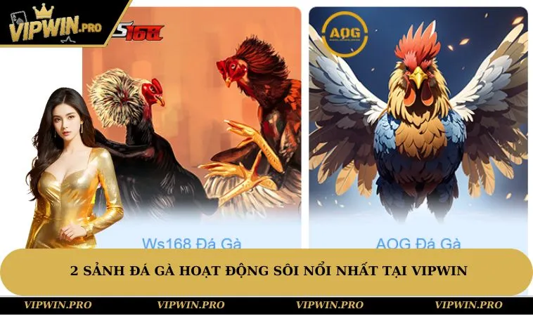 2 sảnh đá gà hoạt động sôi nổi nhất tại VIPWIN