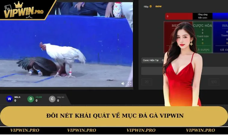 Đôi nét khái quát về mục đá gà VIPWIN